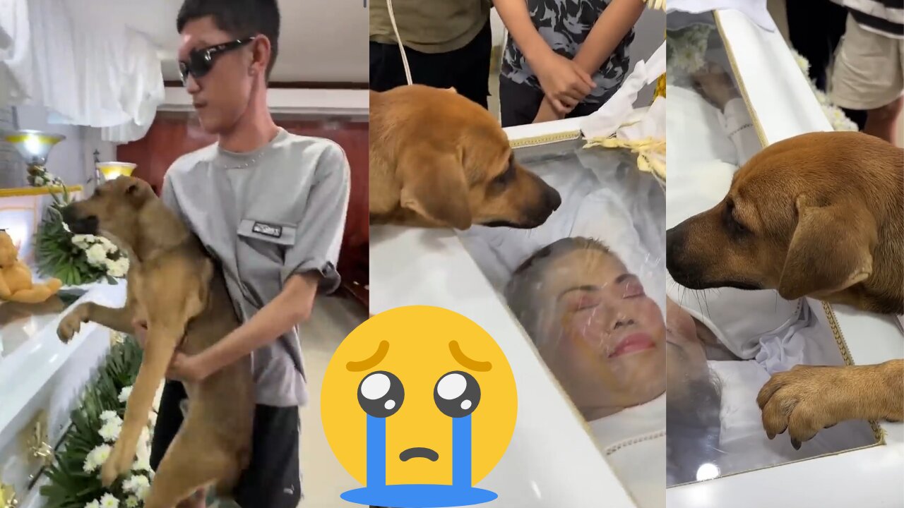 Heartfelt Farewell: A Dog's Last Tribute to its Owner"