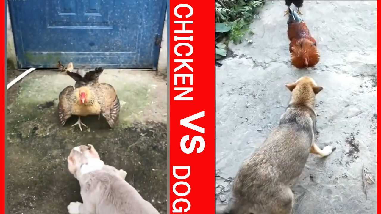 Chicken VS Dog Fight MY Funny Dog Fight Videos