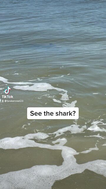 See the shark?