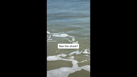 See the shark?