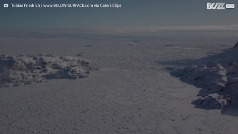 Une femme nage sous les icebergs du Groenland