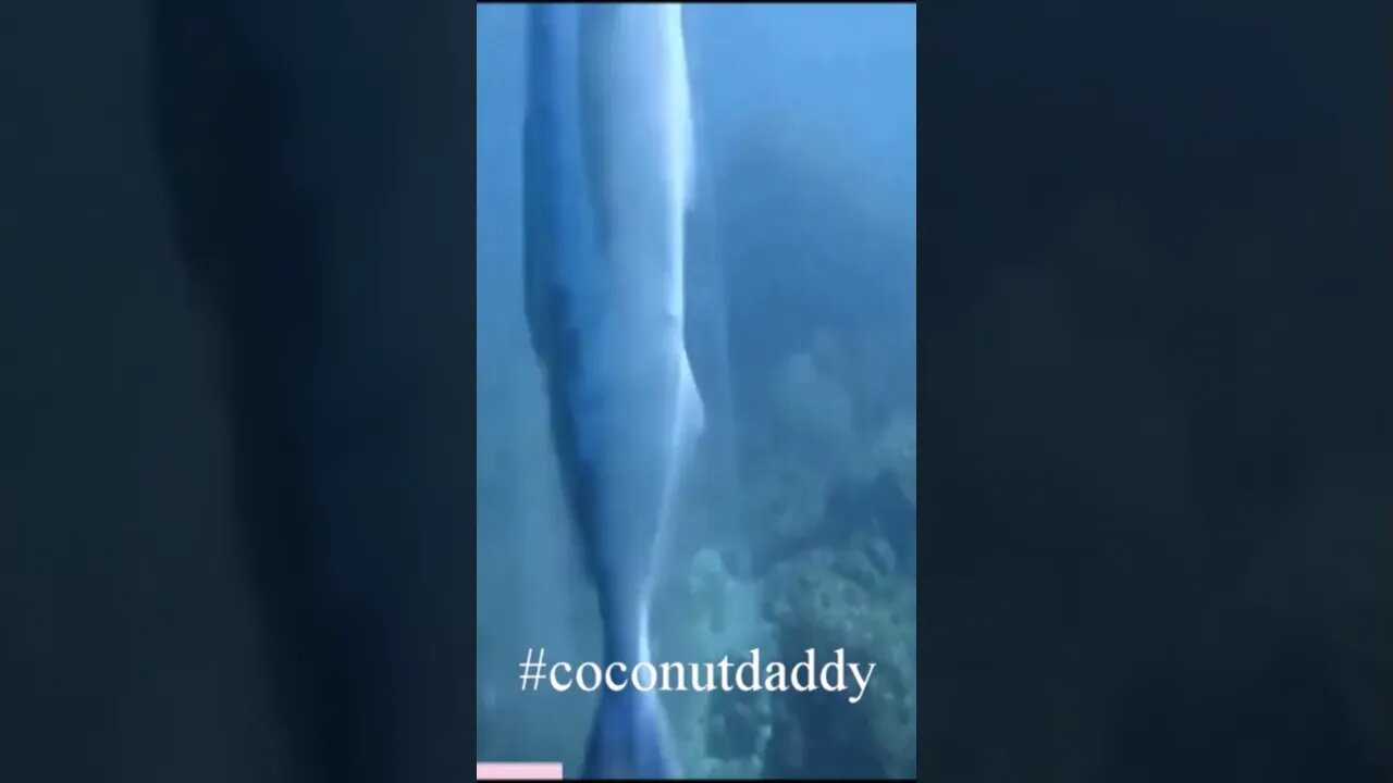 Watch Scuba Diver Rescue Fish From Plastic Bag reaction #shorts