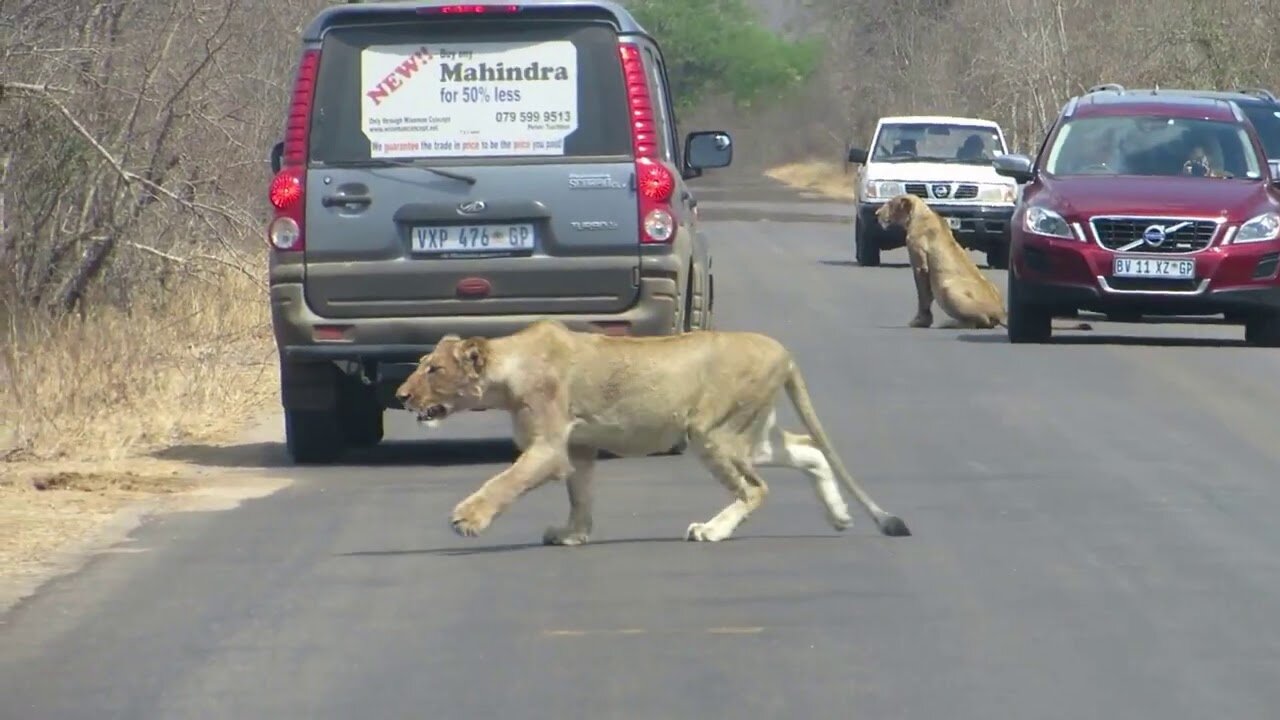 Lions Hunting