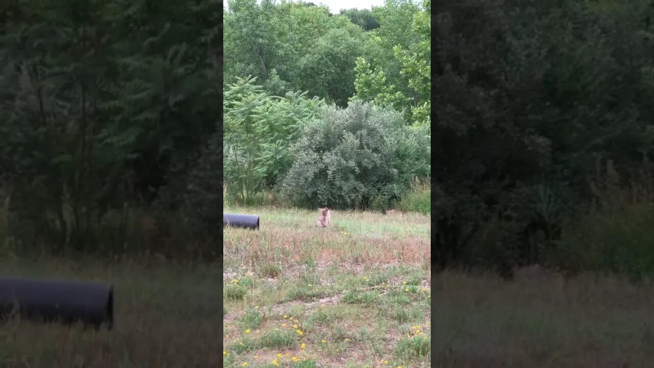 Coyote puppy’s