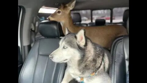 HUSKY VS DEER !!!