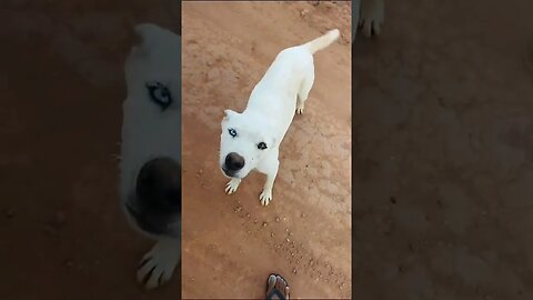 cachorro com o olho de duas cores