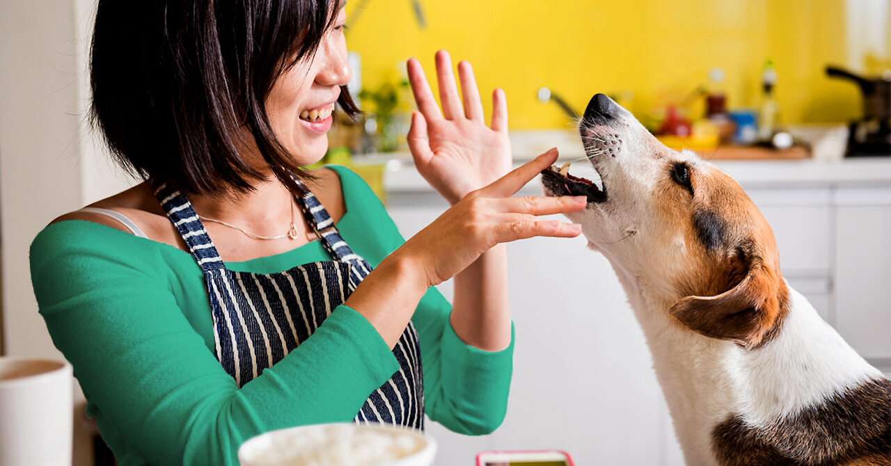 Home-made Food for Dogs with 100% Result | All Day Meals