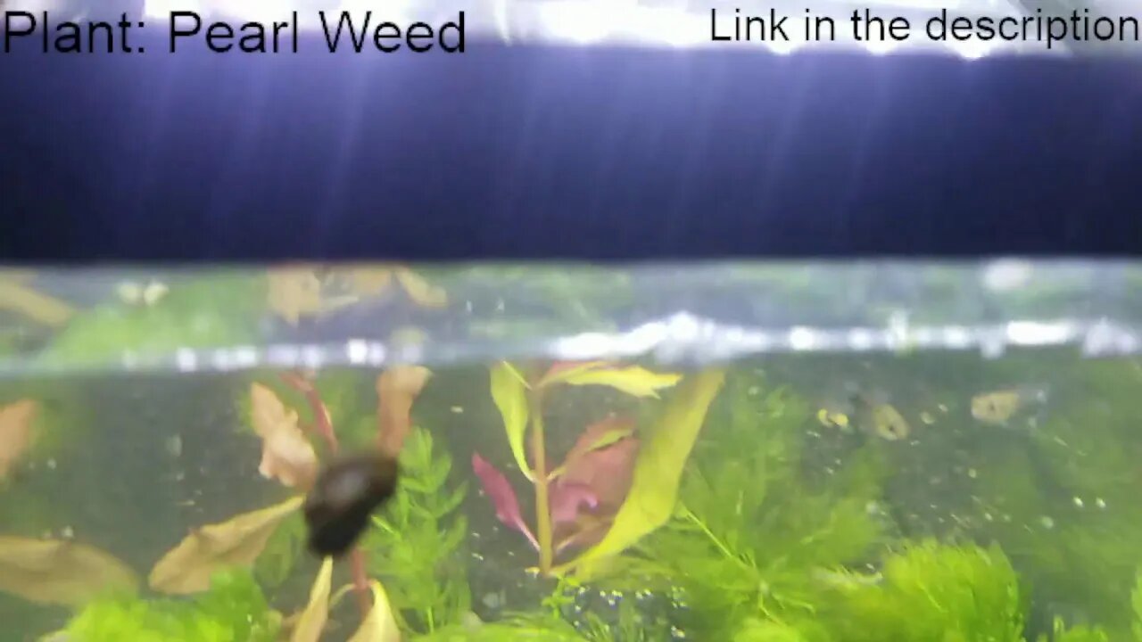 LIVE | Low Tech Aquascaping!