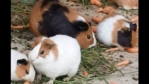 very cute hyrax eating carrots