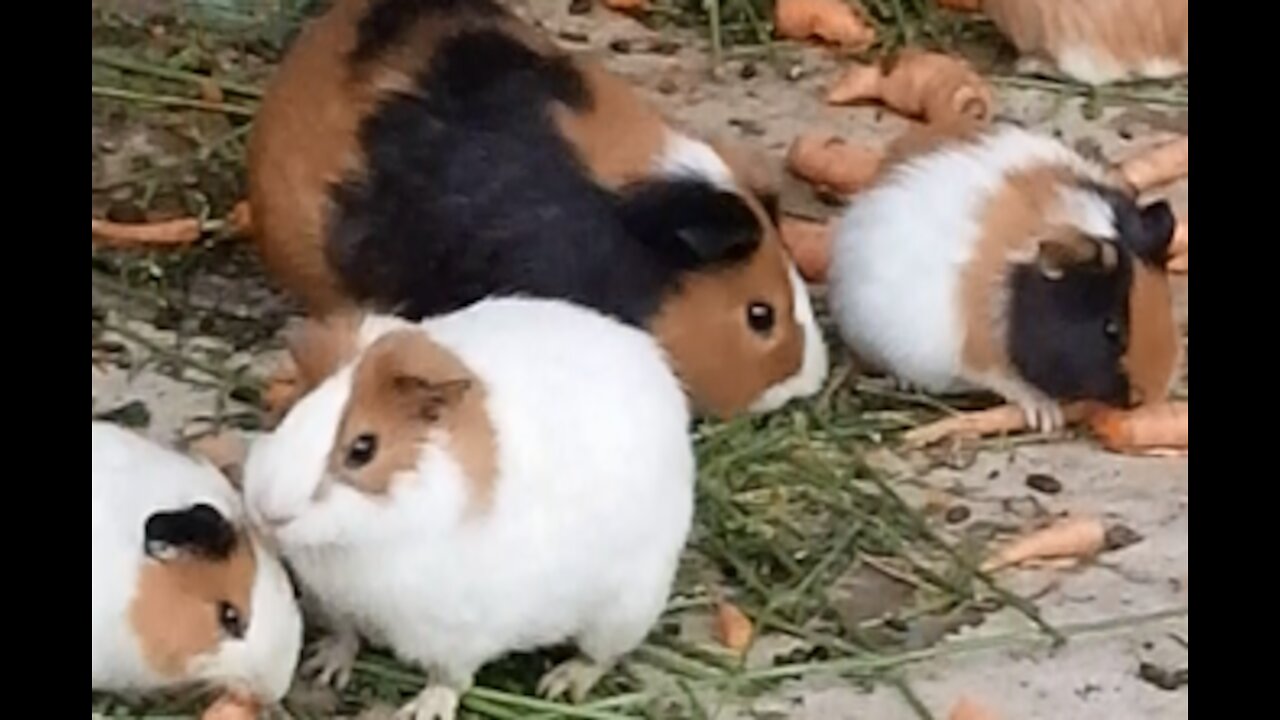 very cute hyrax eating carrots