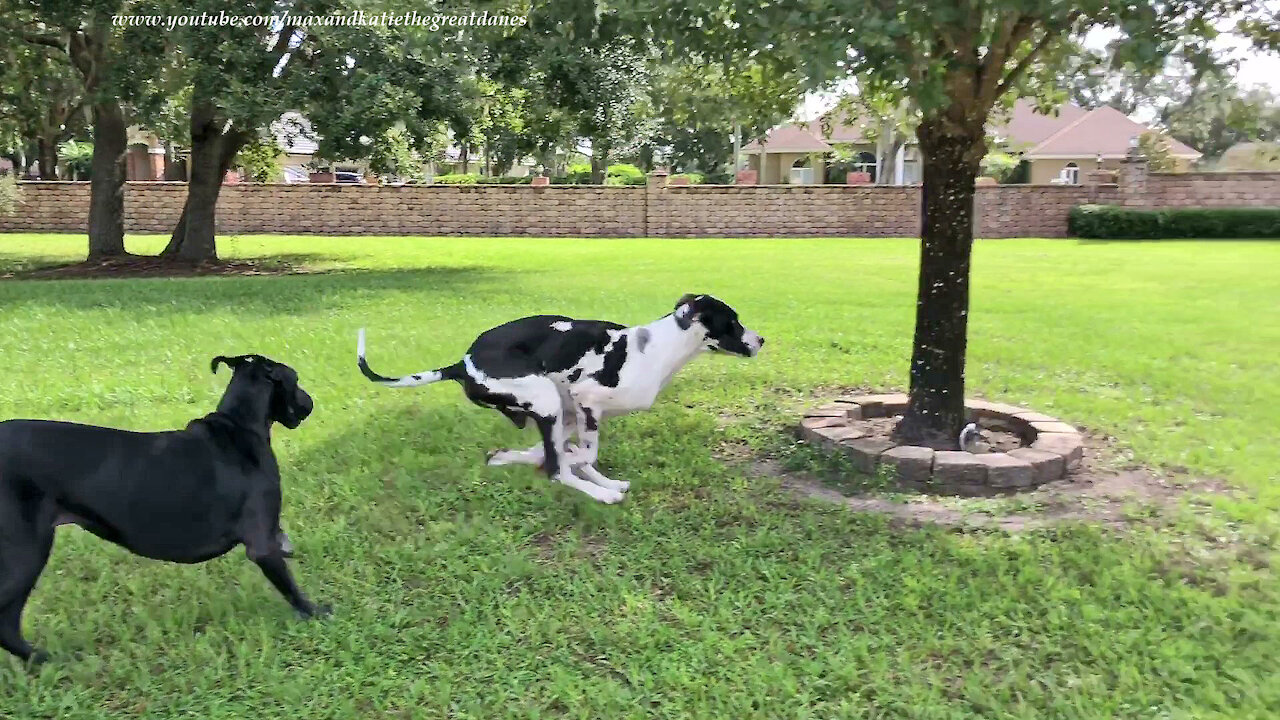 Funny Barking Great Dane Guard Dog Loves To Run Zoomies