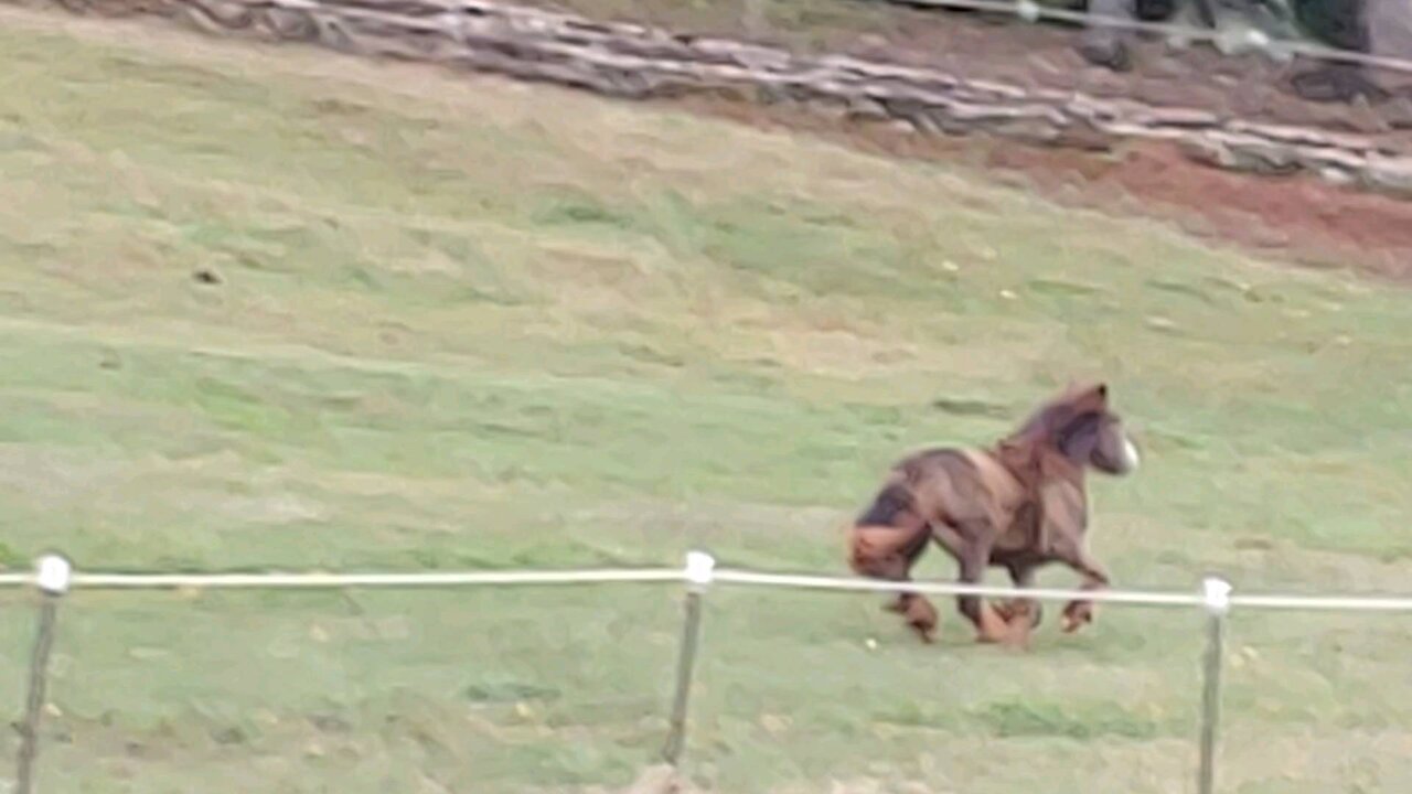 Gypsy Colt Quiggly Running