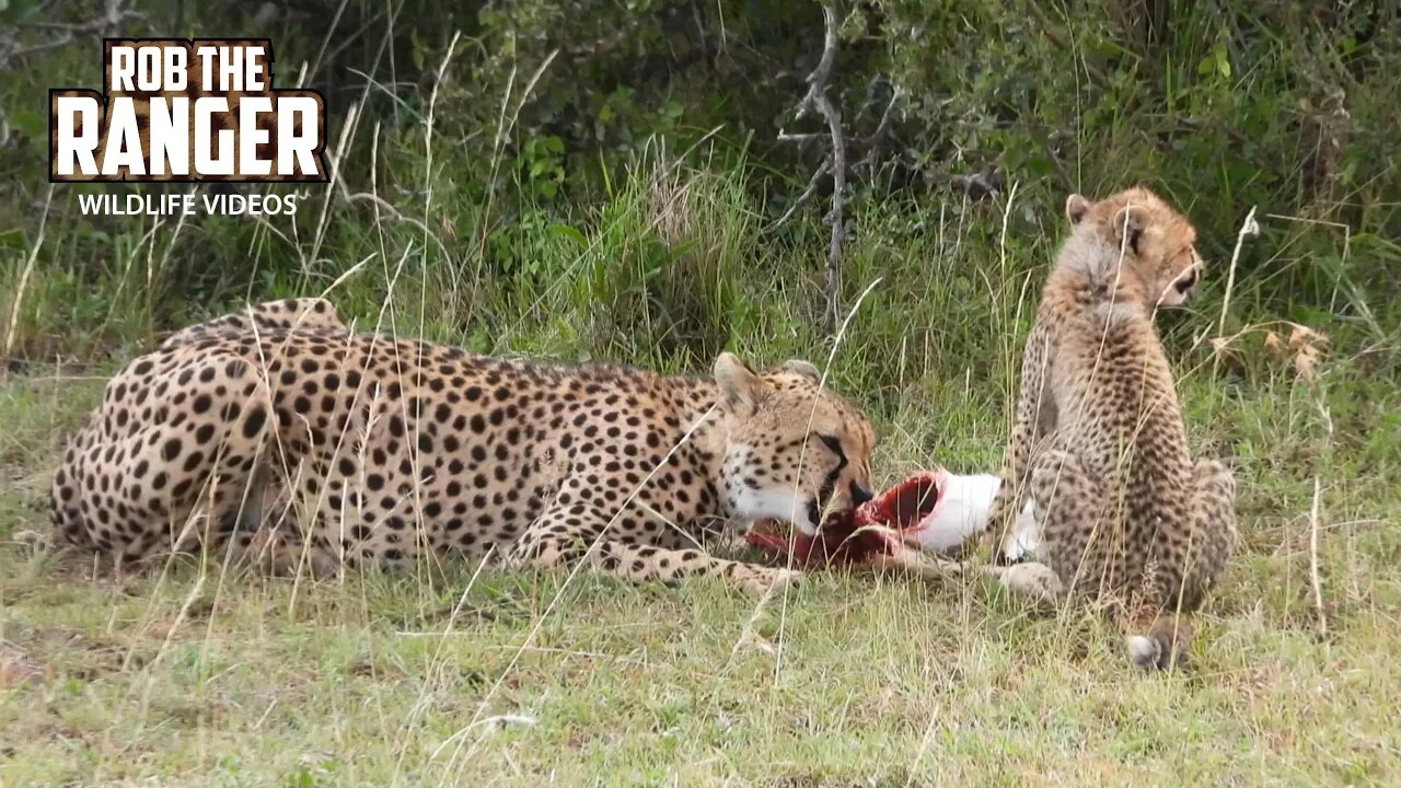 Cheetah And Cub Feed On An Impala | Lalashe Maasai Mara Safari