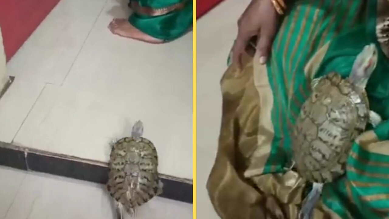 This little cute tortoise is very close to this woman