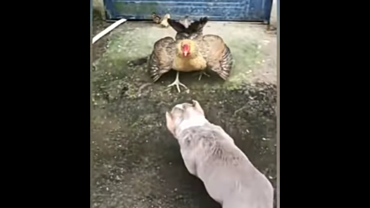 Chicken VS Dog Fight Funny Dog Fight Videos