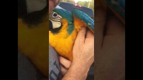 cuddling baby macaw