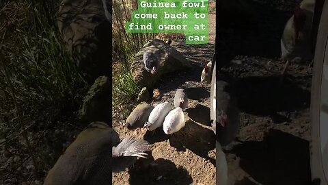 Guinea fowl come back to check why owner still at car 😆