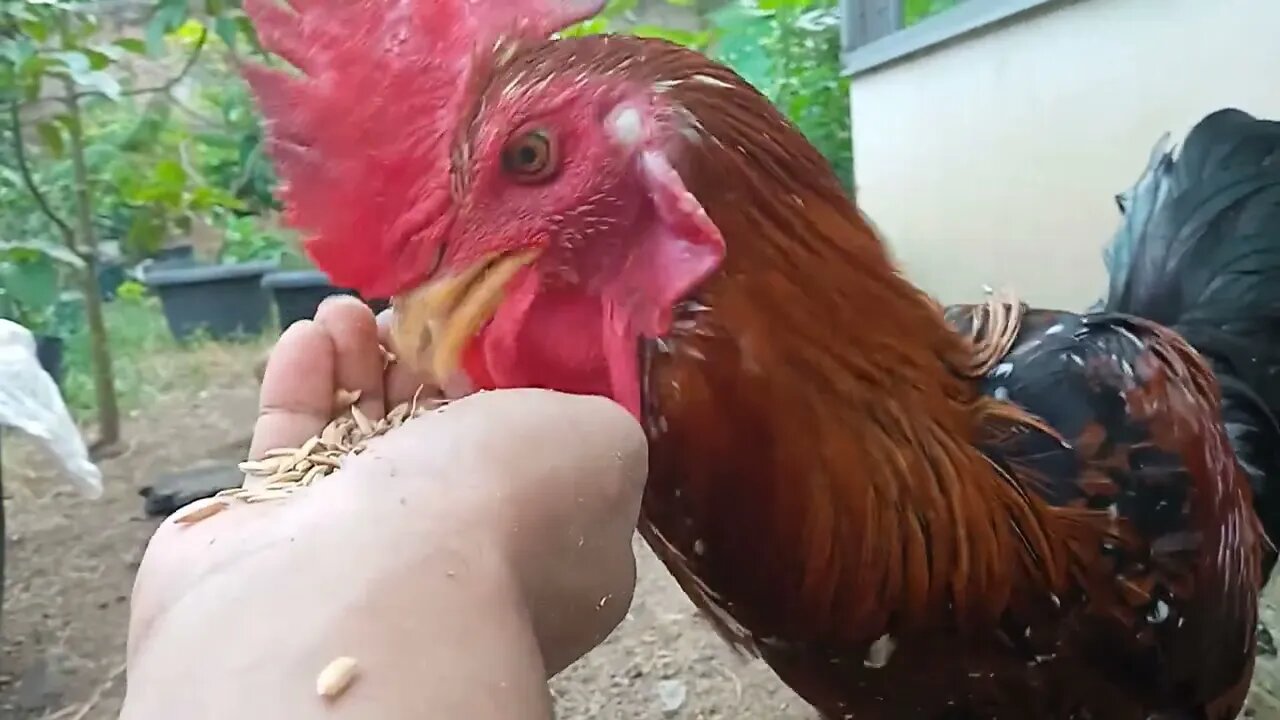 Nyore di kandang ternak, Ayam Indio Gigante, Ayam Brahma, Ayam Pelung