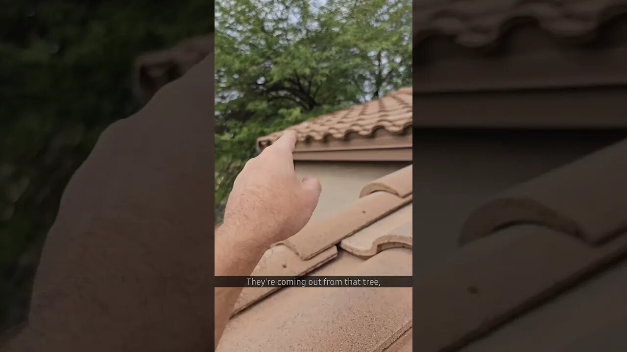 Army of ANTS is Taking Over This Roofline