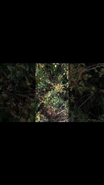 Kanye West has been locked out of his Twitter and Instagram accounts after posting anti-Semitic…