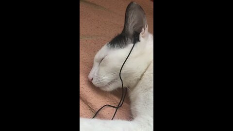 cat music funny videos| cute cat