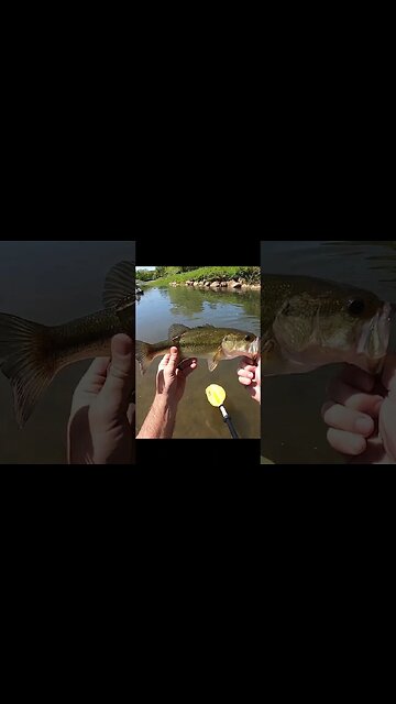 We DOUBLE UP on some Tennessee creek bass!