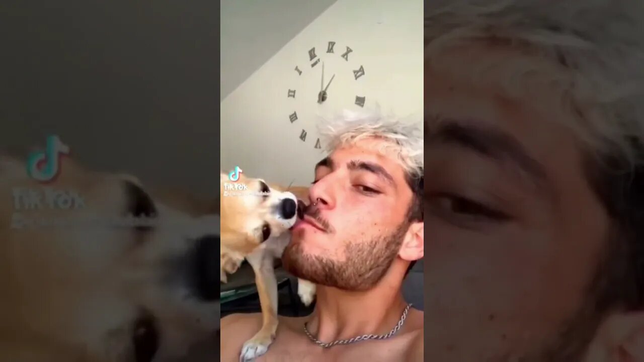 #shorts Смешные Собаки Из Тик Тока 86 Funny Dogs From Tiktok