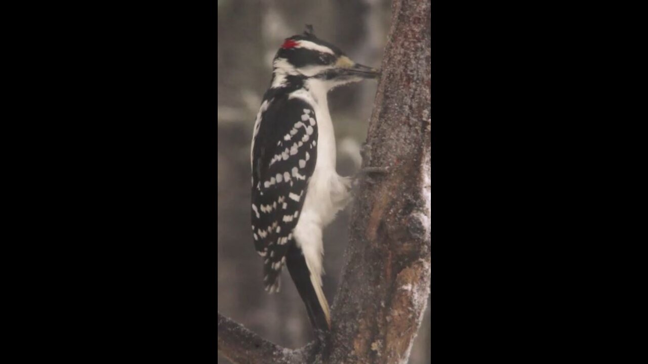 BEAUTIFUL Male Hairy Woodpecker in Snowstorm 3479