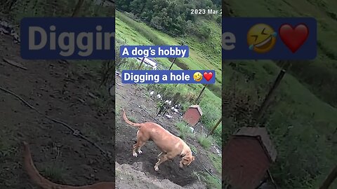 Farm cameras monitoring working dogs