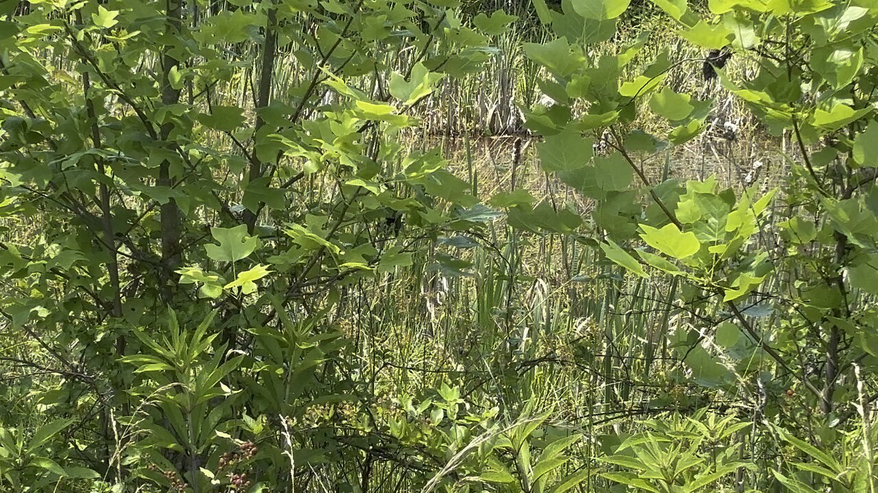 Wild blackberries and wild flowers!