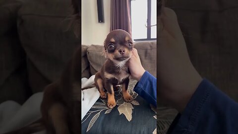How to Make Everyone Fall in Love With the Cutest Chihuahua Ever!