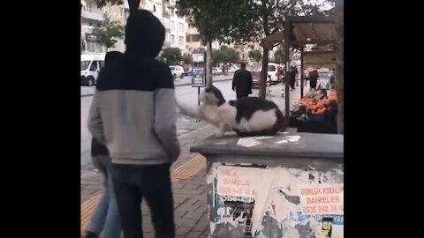 This cat jokes all he sees on the road