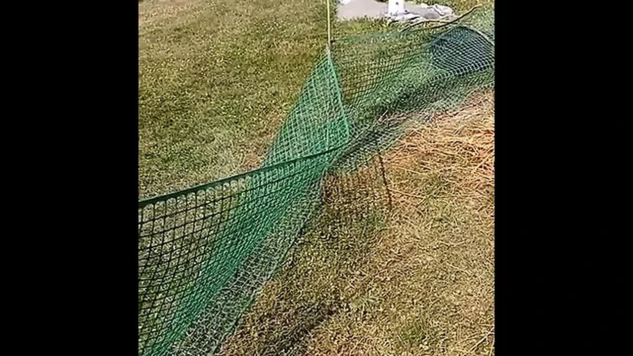 Soaked Oats During Dry Hot Weather for the Chickies