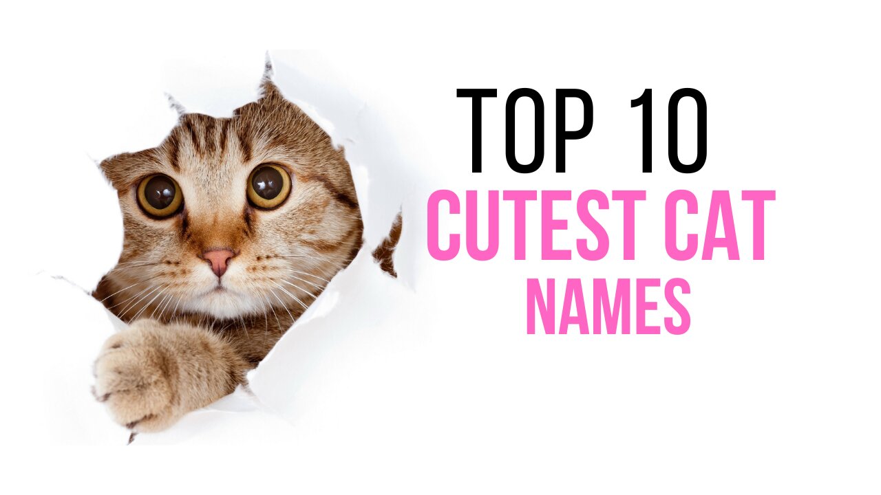 Cutest Cat Names - TOP 10 Cutest Cat Names For Male & Female!