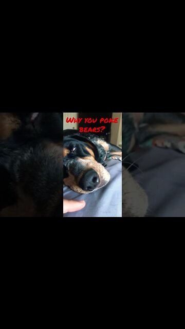 #BlueTick wants to sleep. Dad won’t let her. #shorts #shortsvideo #hound #dog