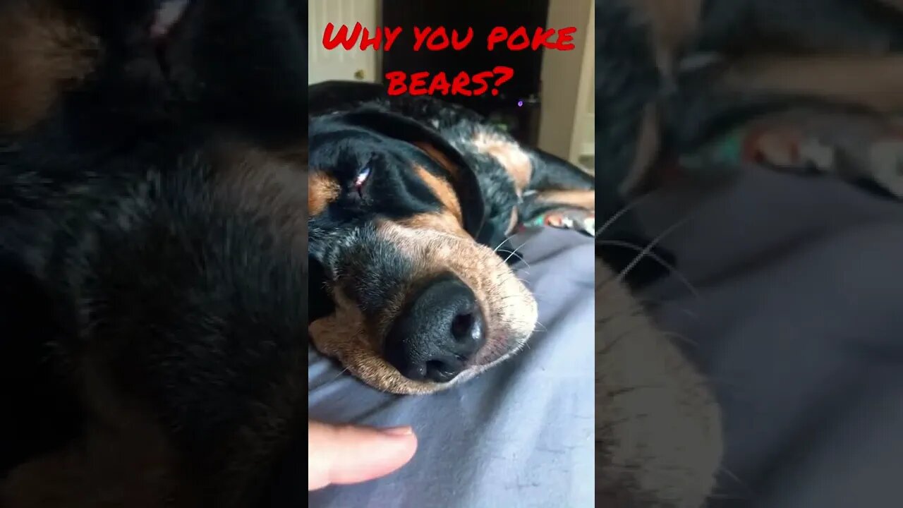#BlueTick wants to sleep. Dad won’t let her. #shorts #shortsvideo #hound #dog
