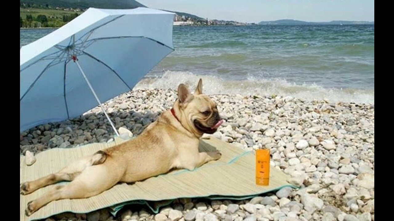 Dog on the Beach Enjoying the Sun