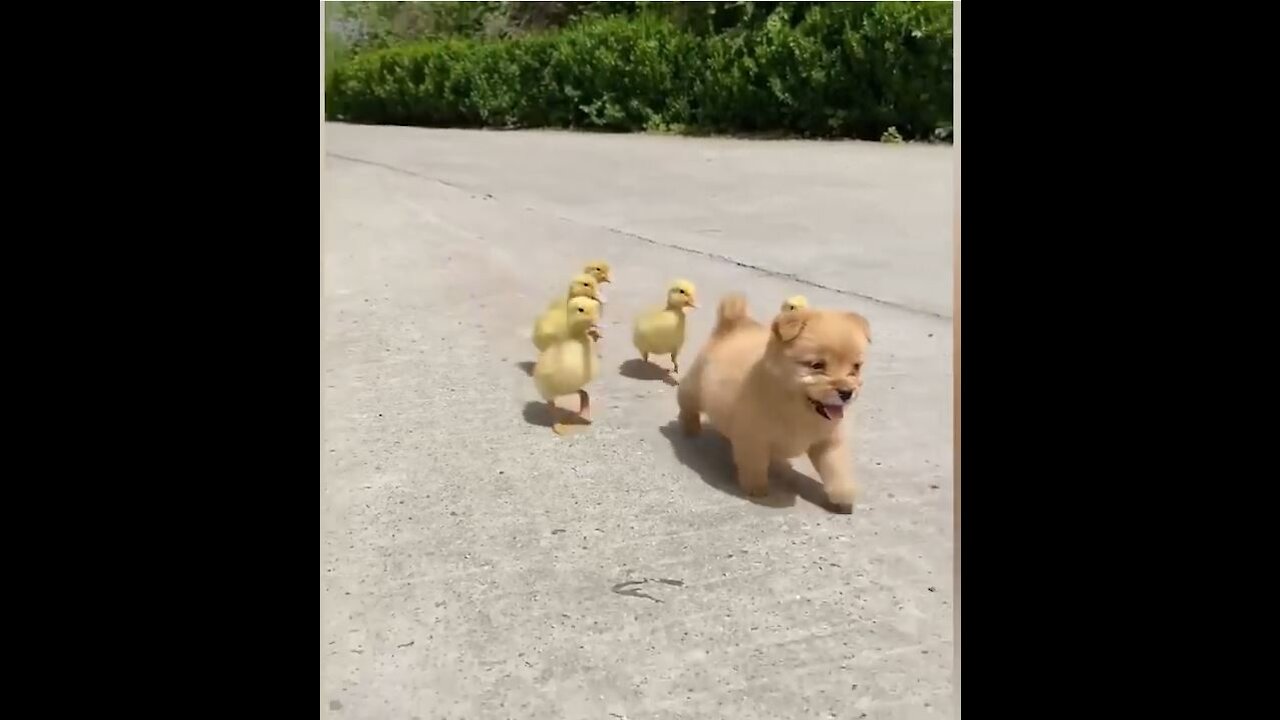 Cute Puppy Became Boss Of Five Ducklings