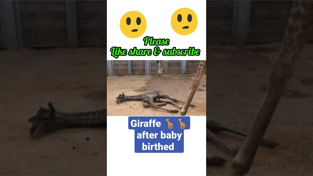 Giraffe 🦒 after baby birthed¢2022$ #shorts #youtubeshorts