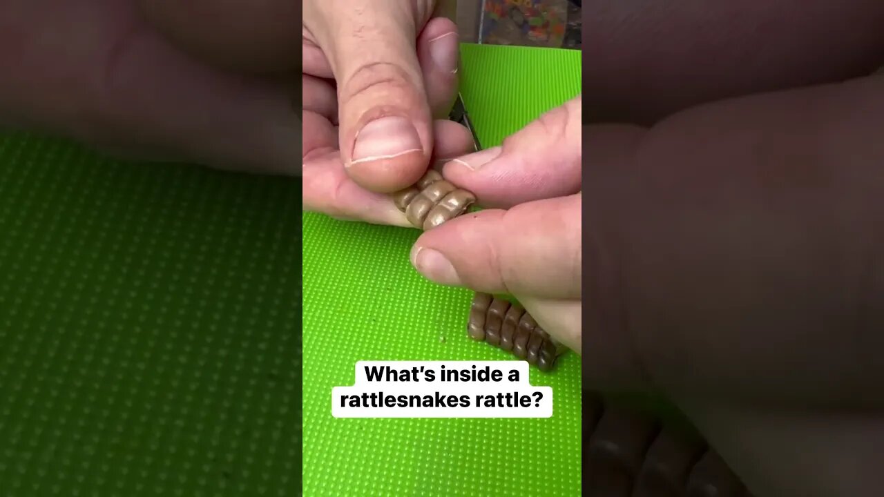 what's inside a rattlesnakes rattle?#snake #shorts