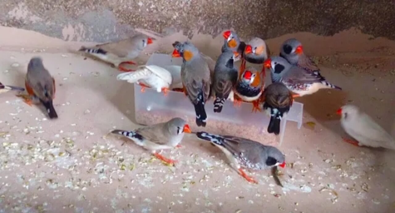 hand feeding my baby finch birds