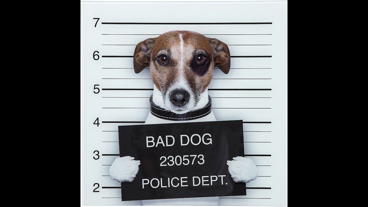 10 Odd Dog Behaviours and What They Actually Mean