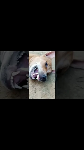 Funny Animal Videos 2022 😂 - Funniest Cats And Dogs Videos 😺😍 #shorts #dogs #puppy