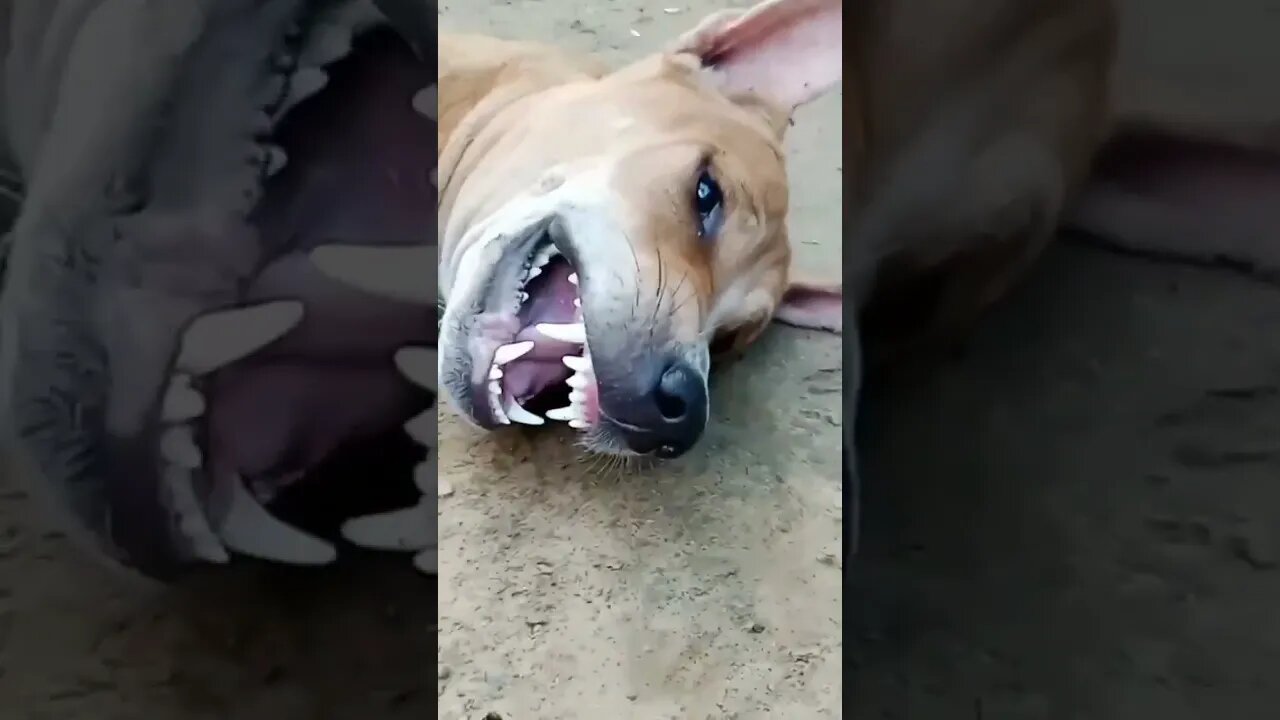 Funny Animal Videos 2022 π - Funniest Cats And Dogs Videos πΊπ #shorts #dogs #puppy