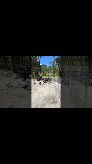 Ducks are getting their pond filled up