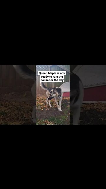 Morning Stretches with Maple #shorts #doggo