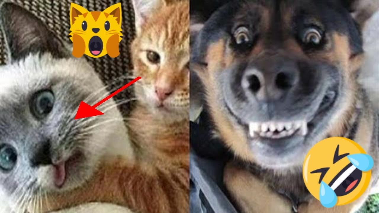 😂 Funny Cats and Dogs 🐱🐶 Compilation Try Not to Laugh Challenge | V 07 | Every Pet's
