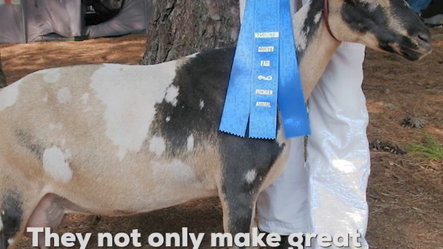 Nigerian Dwarf Goats Are the Happiest Little Things!