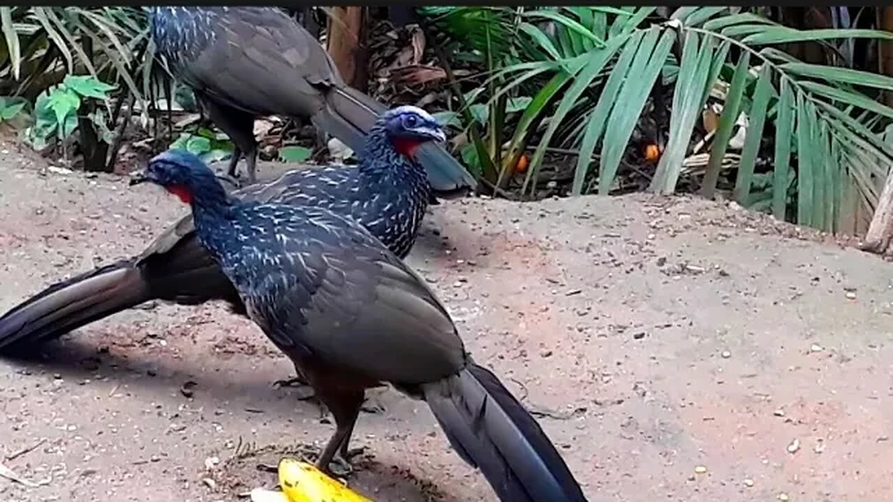 Jacu em busca de comida Jacuaçu Penelope aves craciformes, jacuguaçu, guans, pava