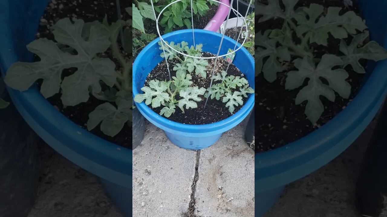 Watermelons and Cantaloupes in Wyoming???